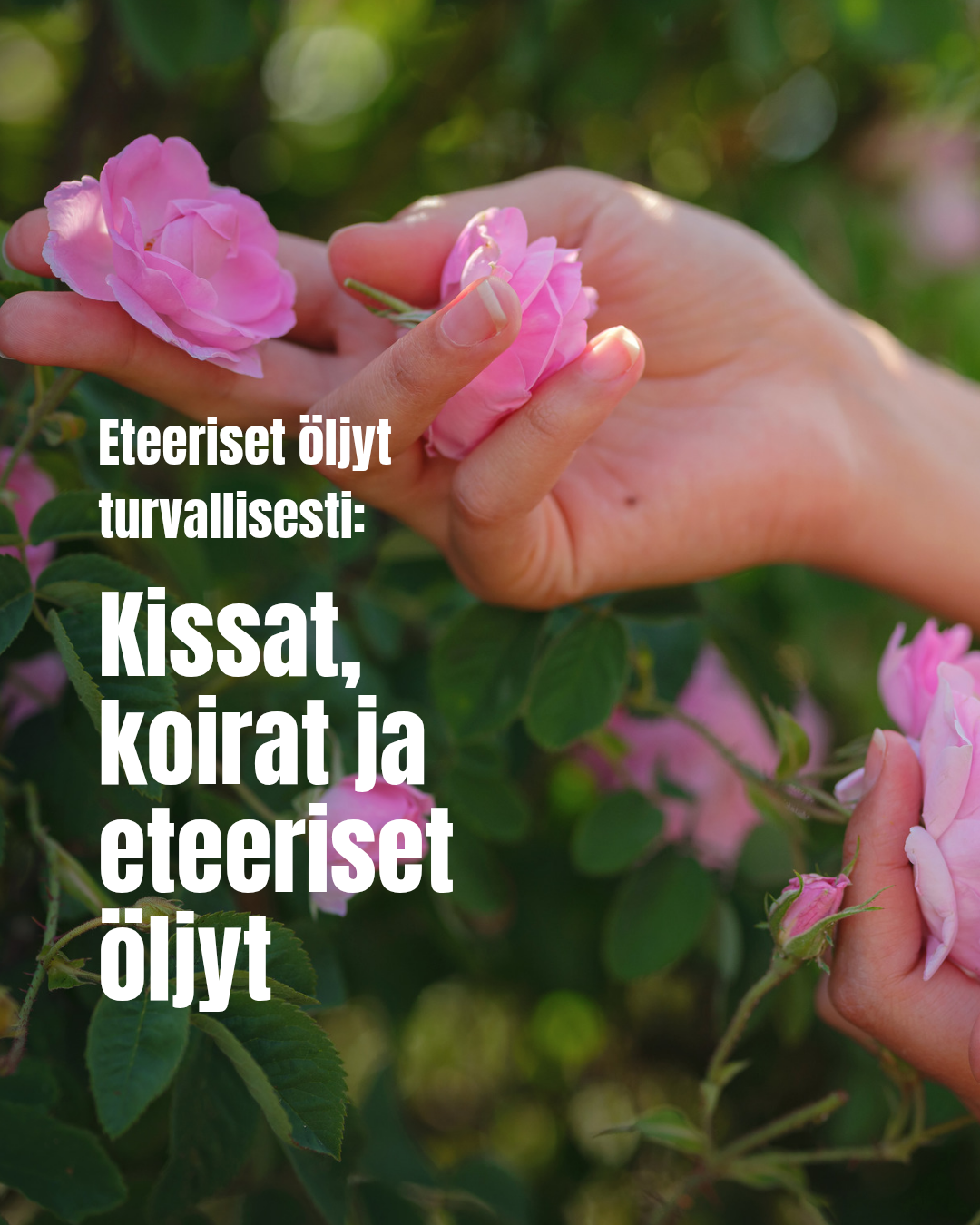 Eteeriset öljyt ja kissat sekä koirat