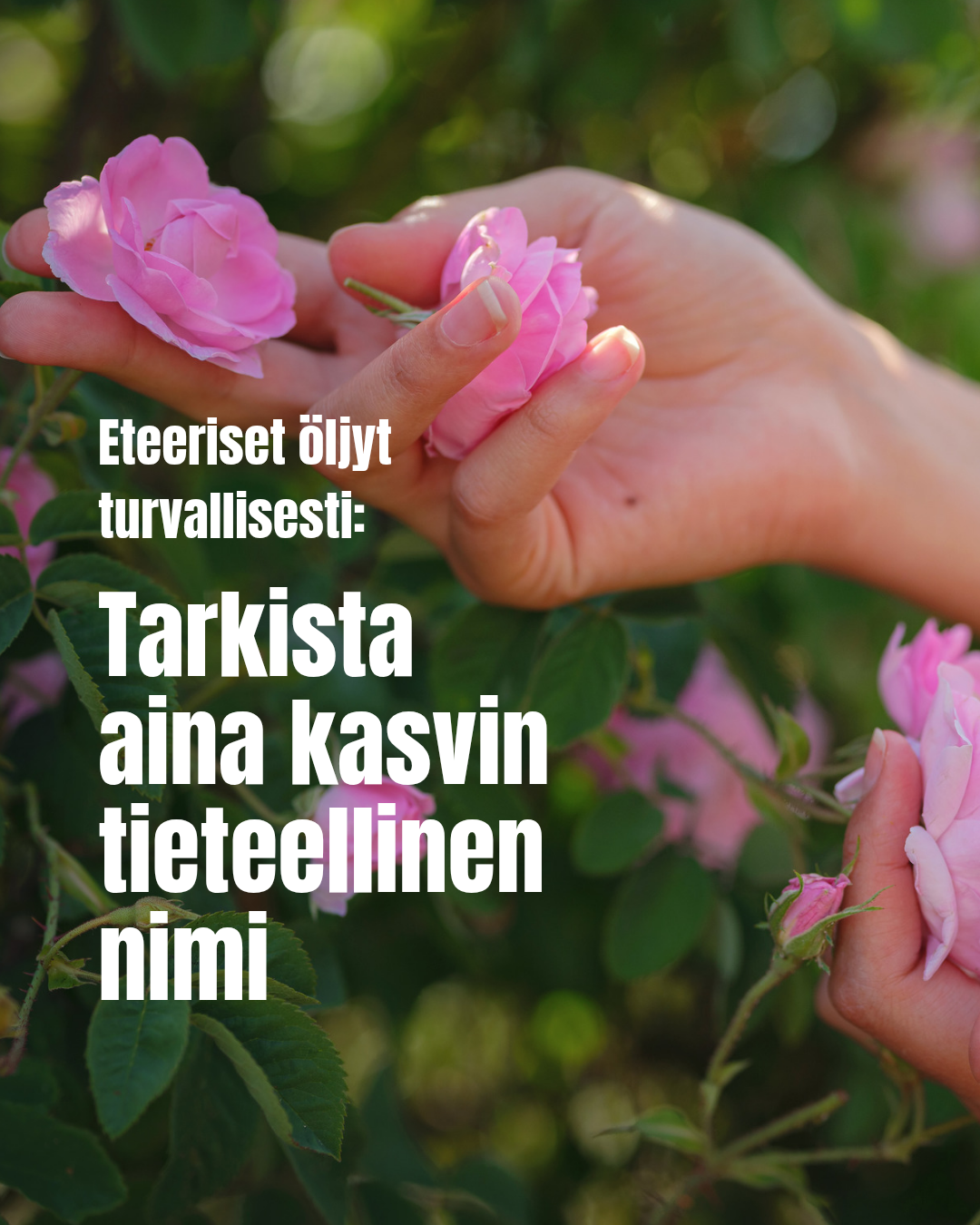 Miksi on tärkeää tuntea kasvien tieteelliset nimet?