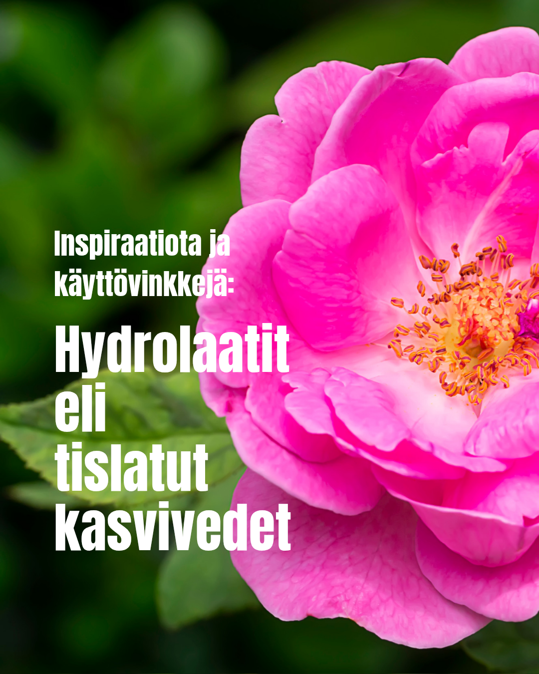 Mikä on hydrolaatti eli kasvivesi?