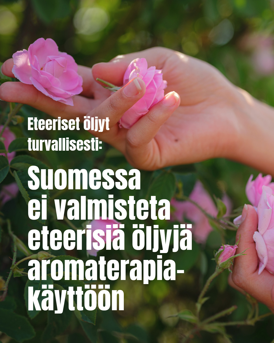 Suomessa ei valmisteta eteerisiä öljyjä aromaterapiakäyttöön.